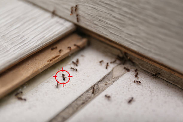 Best Wasp Removal Services  in Laurel Hill, VA