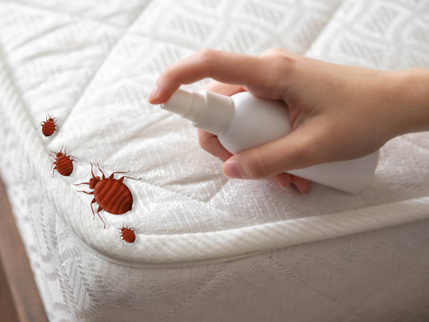 Flea Control Services in Laurel Hill, VA